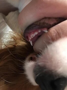 Задвоение нижних резцов у Кавалера