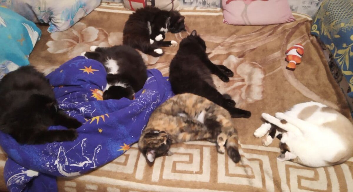 Еще летом 2020 года их было всего 6!!! Гизя, Маруся, Гома, Тася, Бася и Беляш. А потом добавилось еще двое: черно-белый Джедик (по имени моего стоматолога) и черный Ванька.