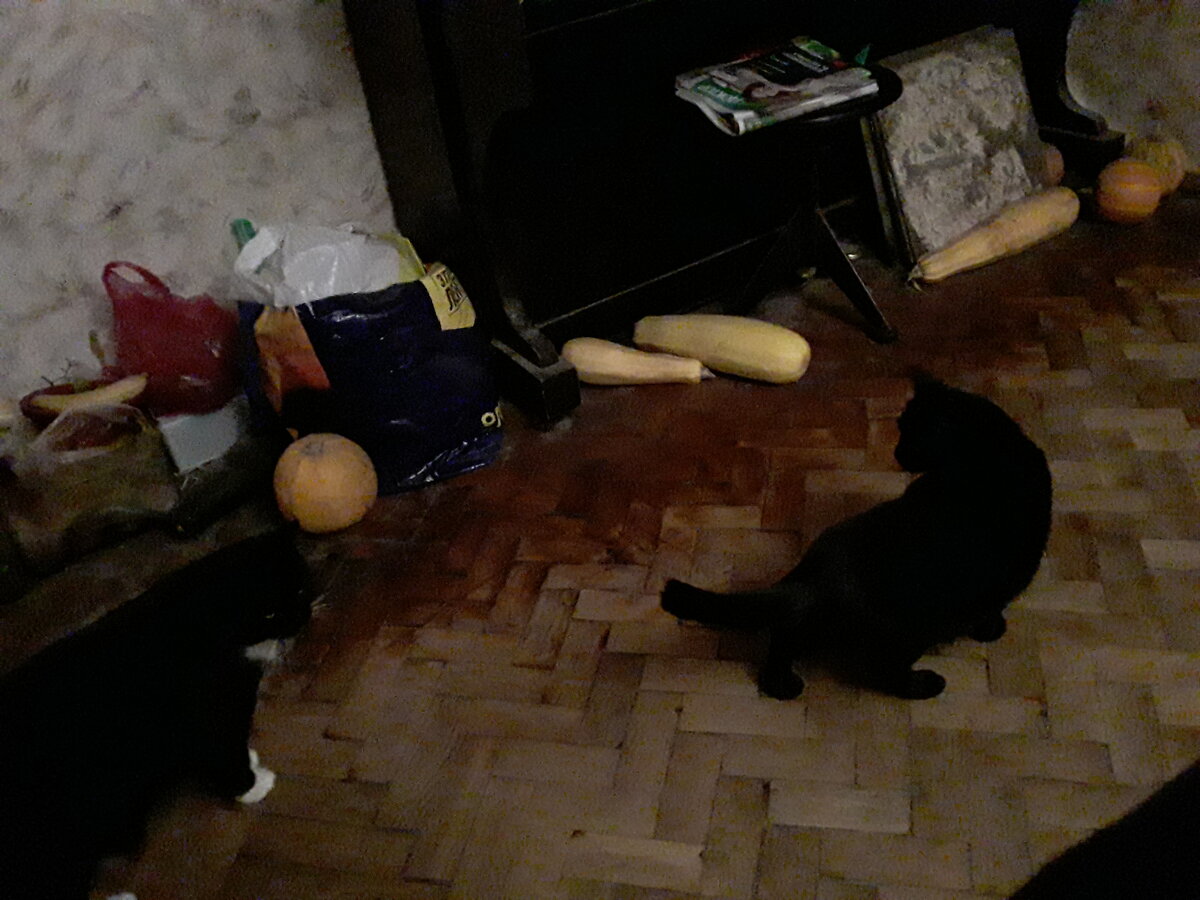 Это мои кошки играли вчера. Слева Печенька, а справа Дели. 