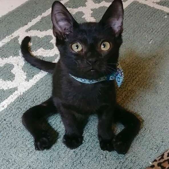 Кот-паук. Источник фото: https://koteiki.com/osobennyy-kot-aris-s-pauchimi-lapkami/