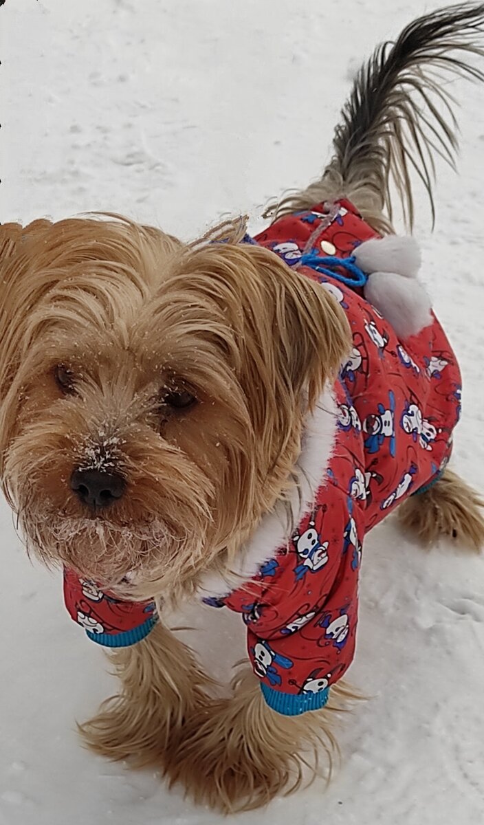 Симпатяга Тошка.