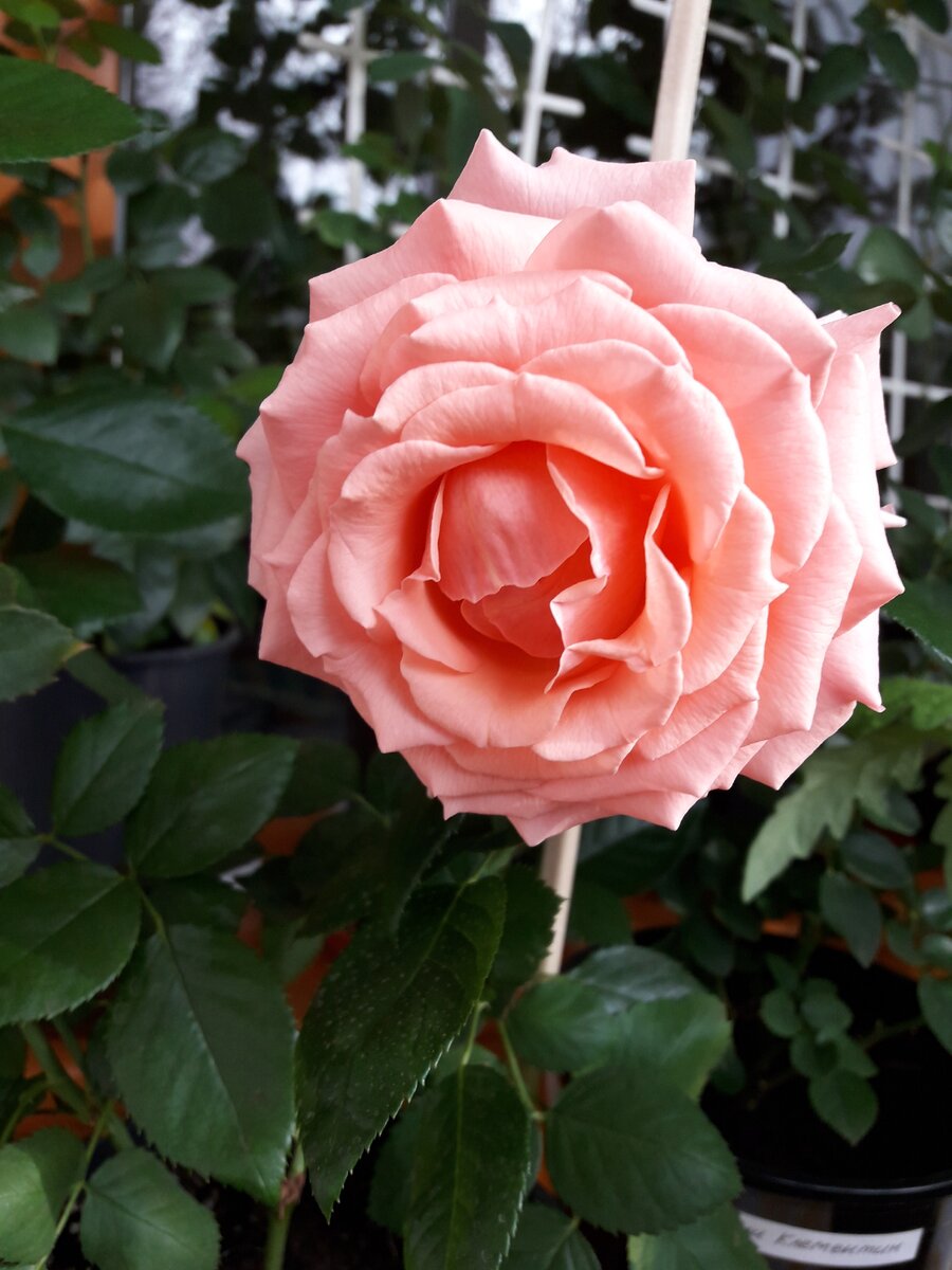 Поэзия, корнесобственная в апреле