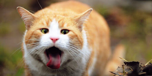 Источник vetklinik-msk.ru