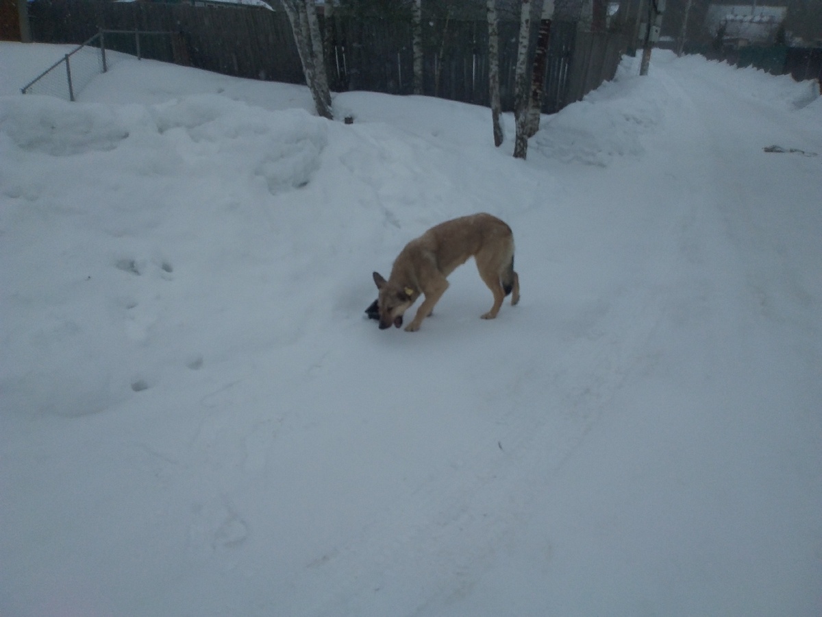 Пытаюсь подманить Ушко поближе, к месту кормления. 