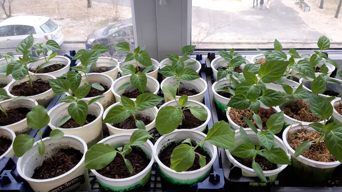 Рассада перцев через 10 дней после пикировки. Фото автора.
