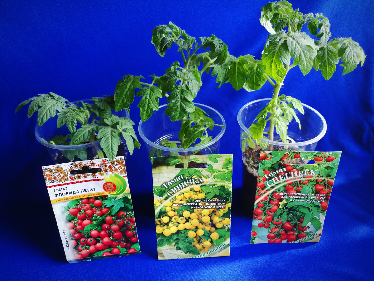 Мои любимые "малыши". Фото автора