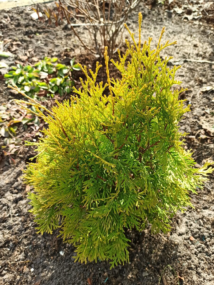 Палисадник почти оттаял. Таких "блатных" мест, где снег быстро сходит, у нас мало. (фото автора)