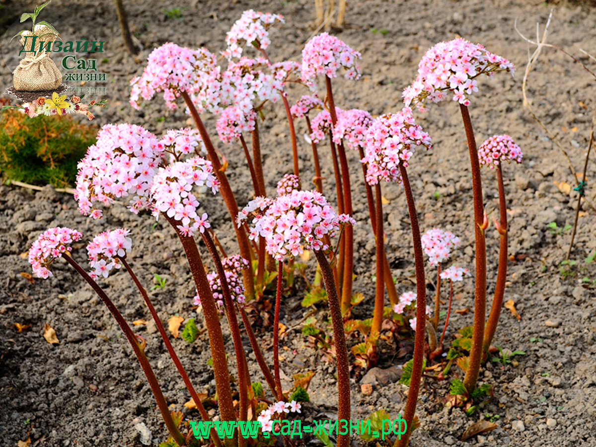 Darmera peltata