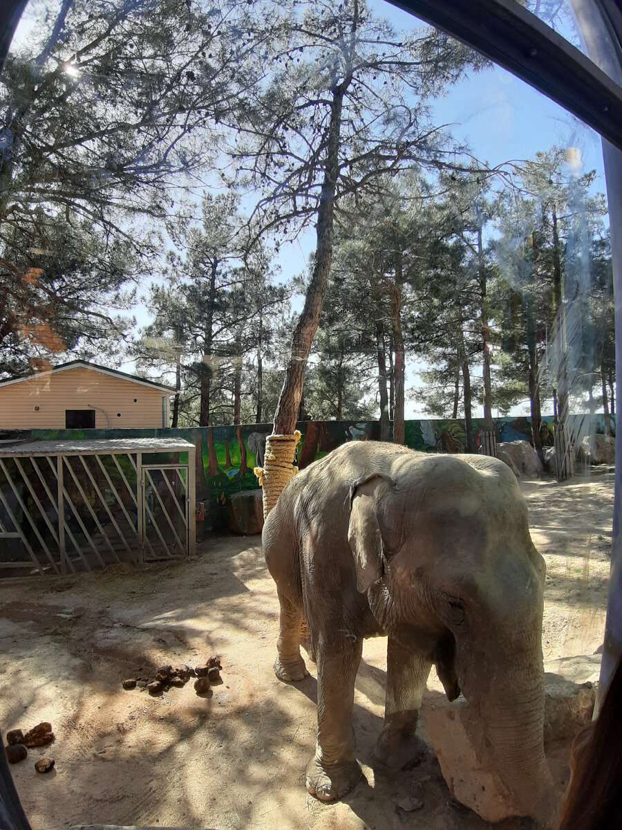 Вольер со слоном