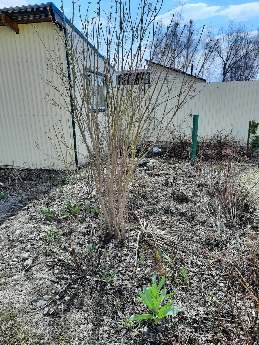 Лук уже зеленеет