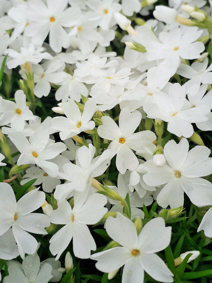 White delight. Флокс White Delight