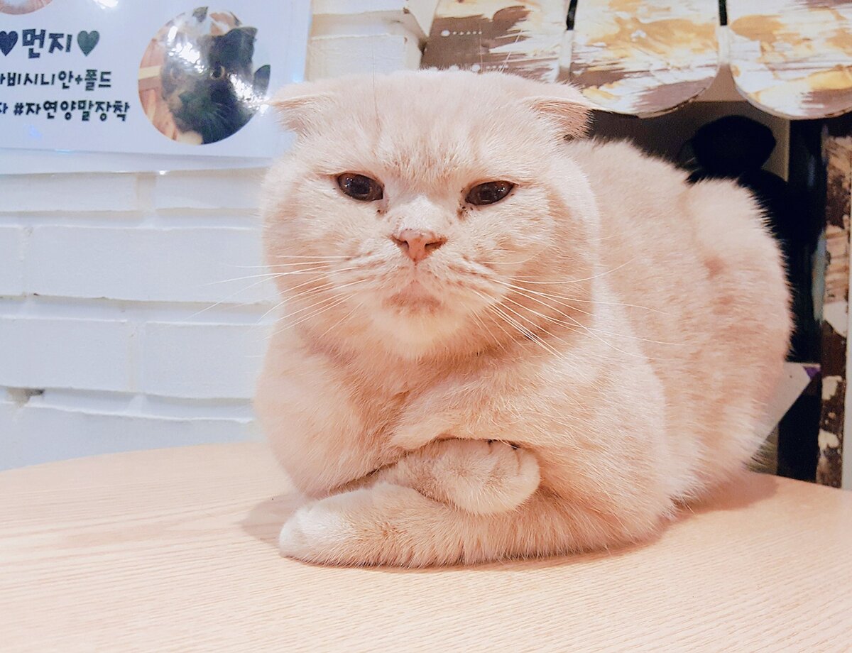 Корейские коты
