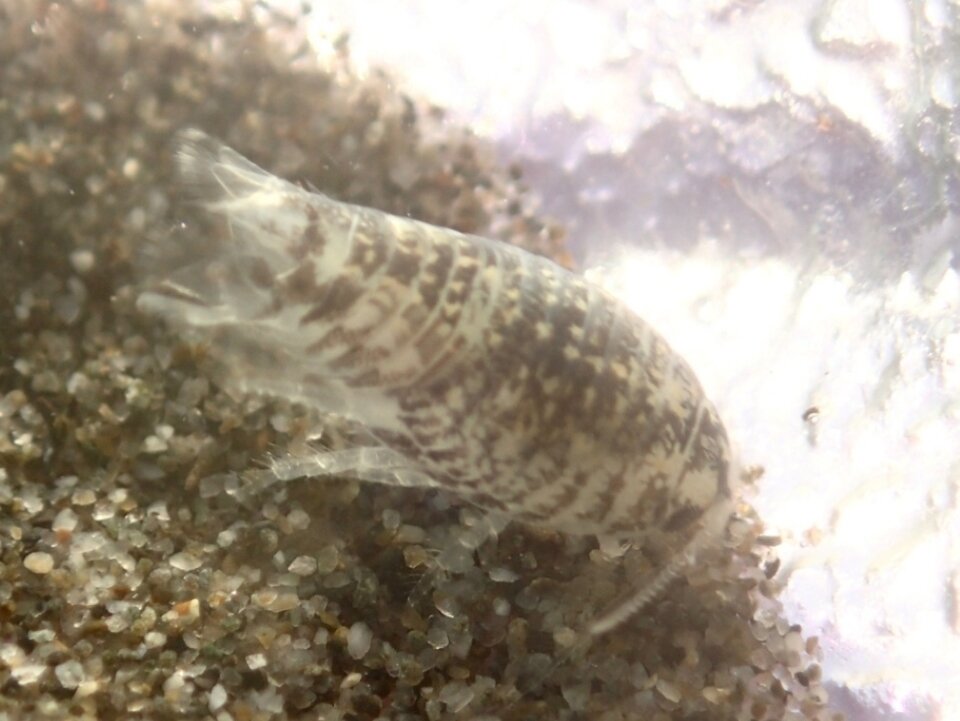 Обитают они в песке