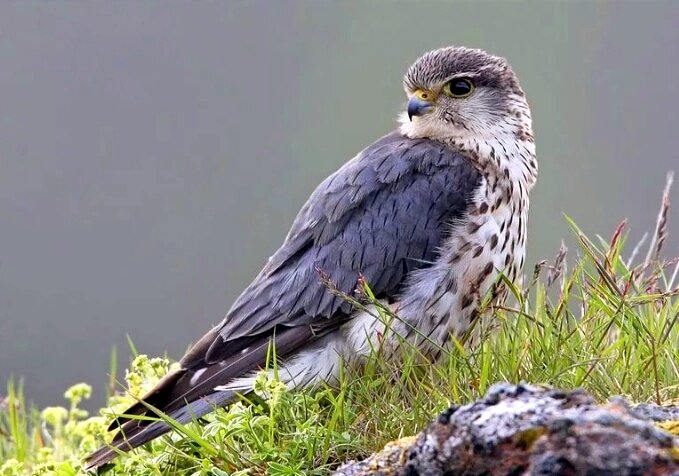 Дерби. Источник:https://bird-ukraine.pp.ua/images/slideshow/Falco%20columbarius/Falco%20columbarius10.jpg