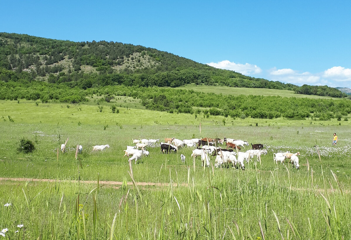 Пасторальный пейзаж в Байдарской долине