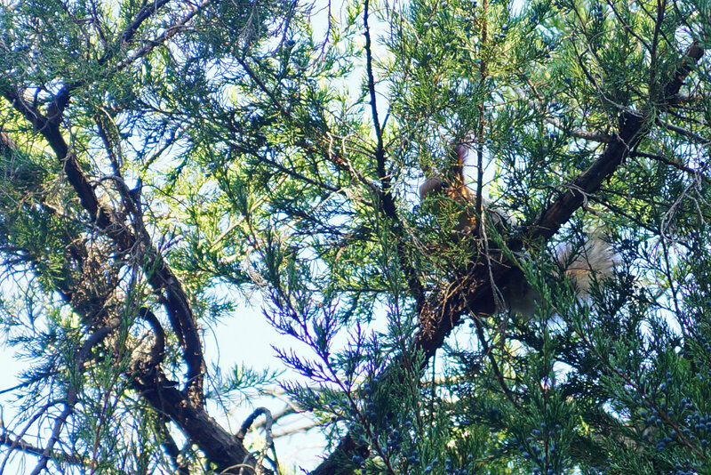 Первый обитатель парка, которого я встретил неподалёку от входа. Нашли?