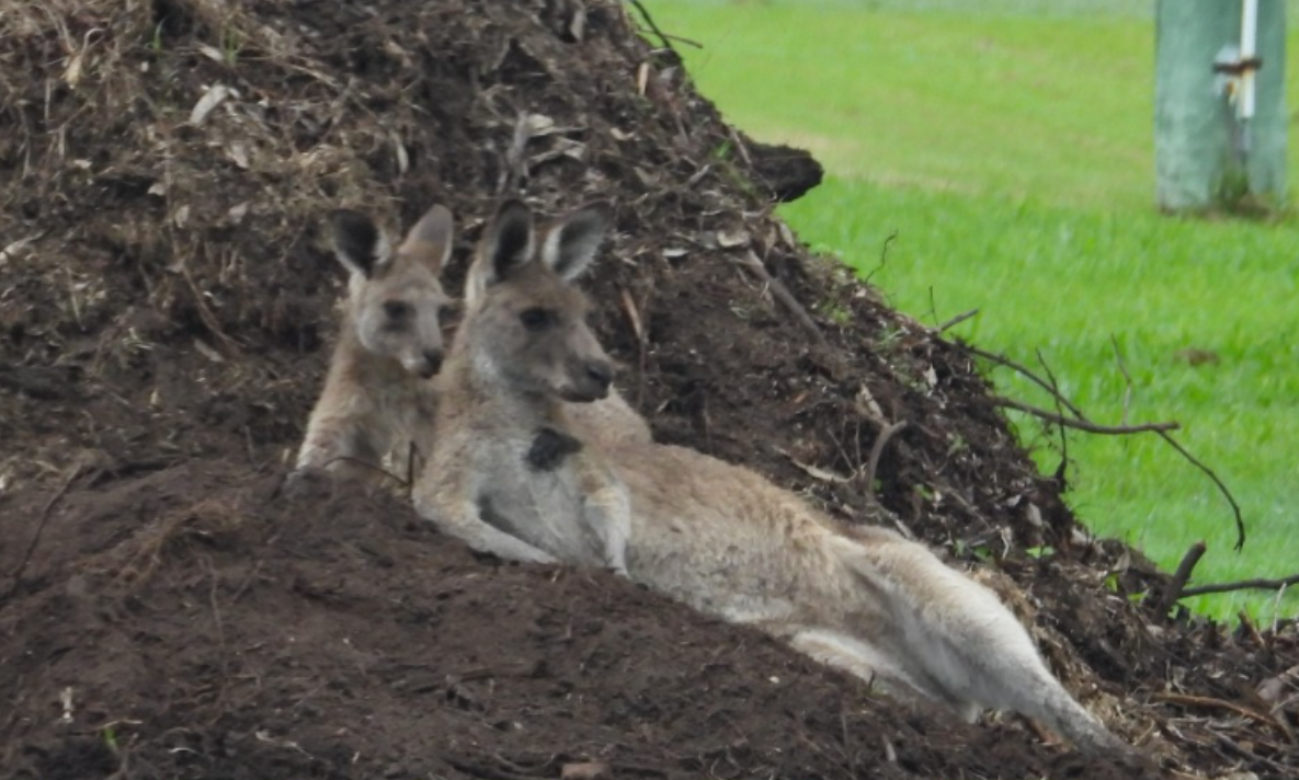 В австралии живет около. Нашествие кенгуру в Австралии. Кролики в Австралии Нашествие. Кенгуру с оружием. Кенгуру нападают на людей в Австралии.