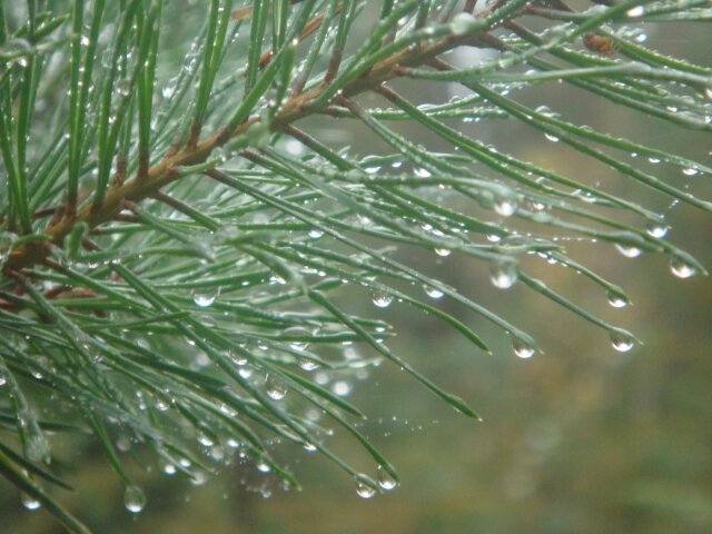    Сосна (cc) Alexey Ivanov