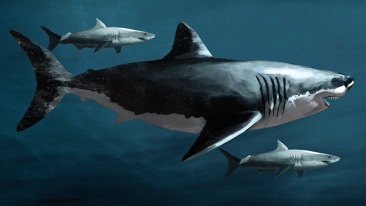 Мегалодон в сравнении с современными белыми акулами. www.pinterest.com