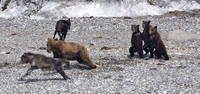 Кто в лесу медведя не боится | Заметки о животных | Дзен