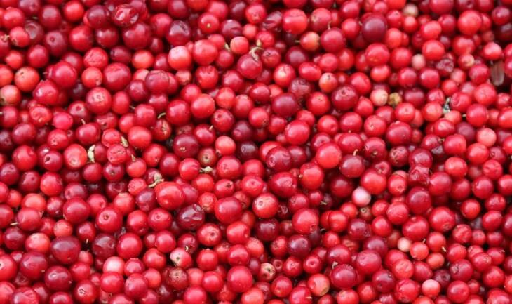    В Литве выращивают американские сорта клюквы и не отказываются от российских ягод