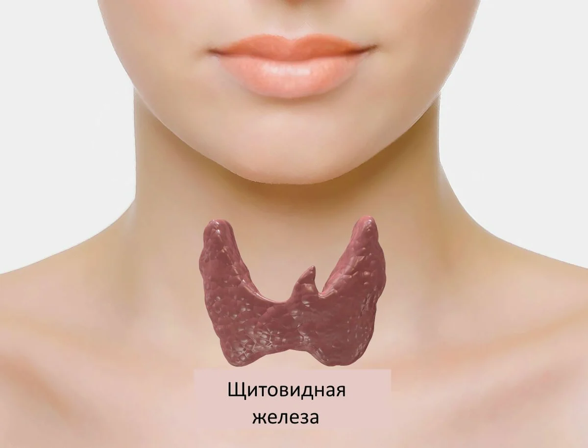 Что такое щитовидная железа. Кадык и щитовидная железа. Гюртлеклеточная аденома щитовидной железы. Щитовидная железа изображение.