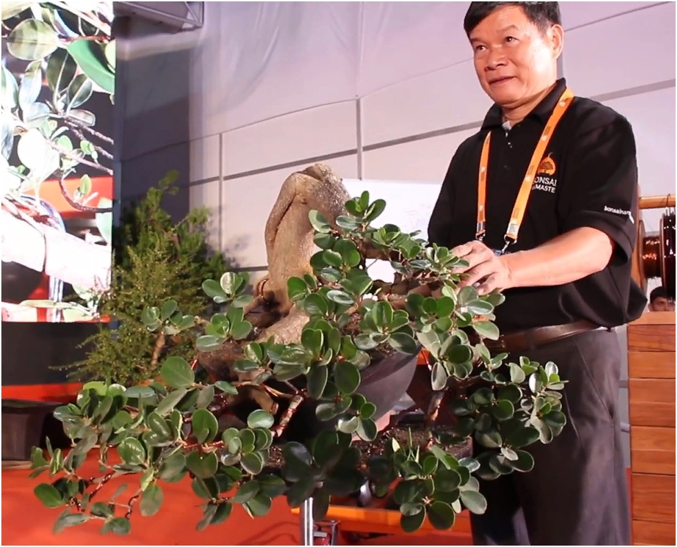 Фикус, стилизованный г-ном Тран Тхангом (Вьетнам) на форуме Bonsai Namaste в Индии. 2018 г. 
Источник: https://youtu.be/sNpPJlUcKZQ
