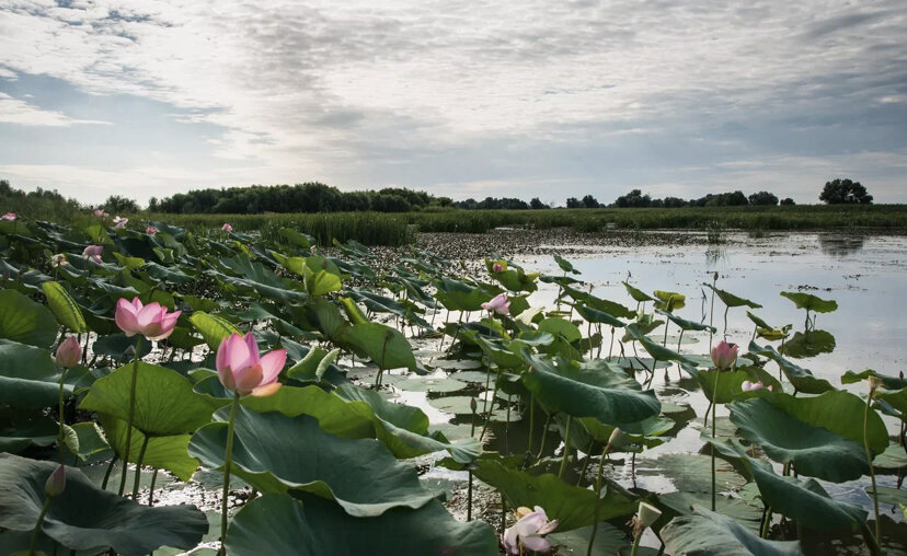 Дельта Волги 
