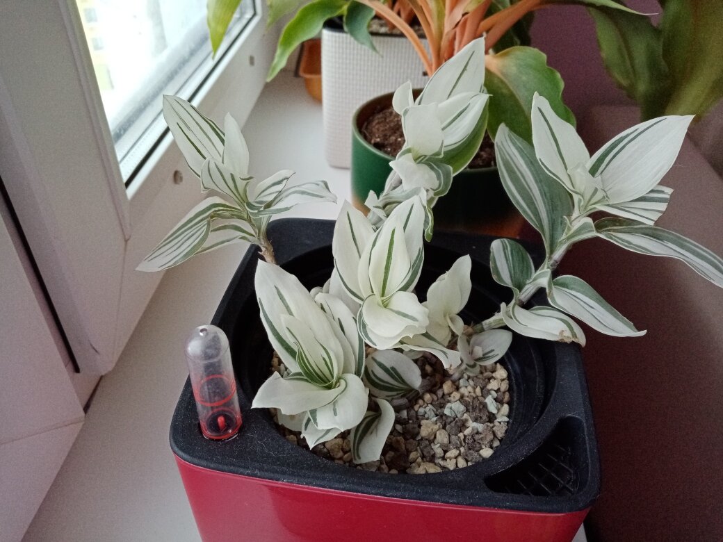 Ловит естественный свет на подоконнике. Фото автора.