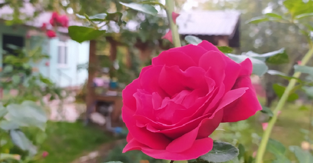 Фото автора. У дома