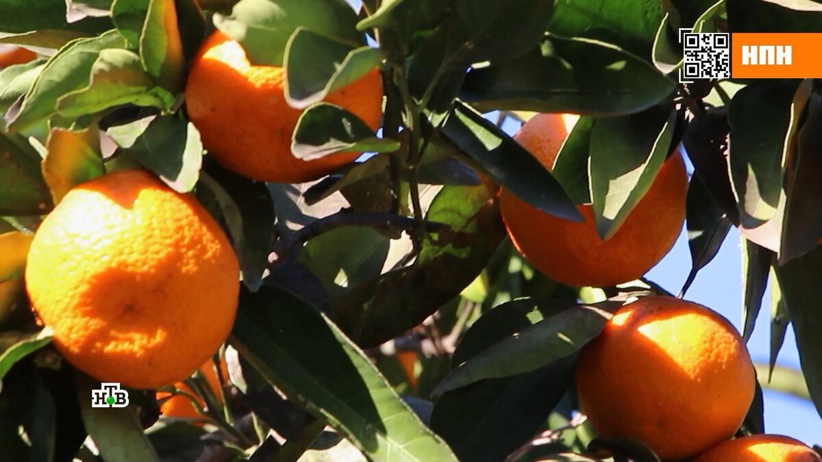    Мандарины из каких стран самые вкусные и сладкие