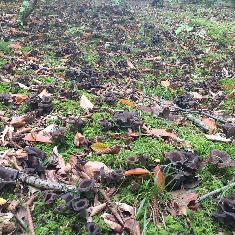 Полянки грибов выглядят так: