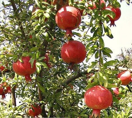 Фото из интернета 