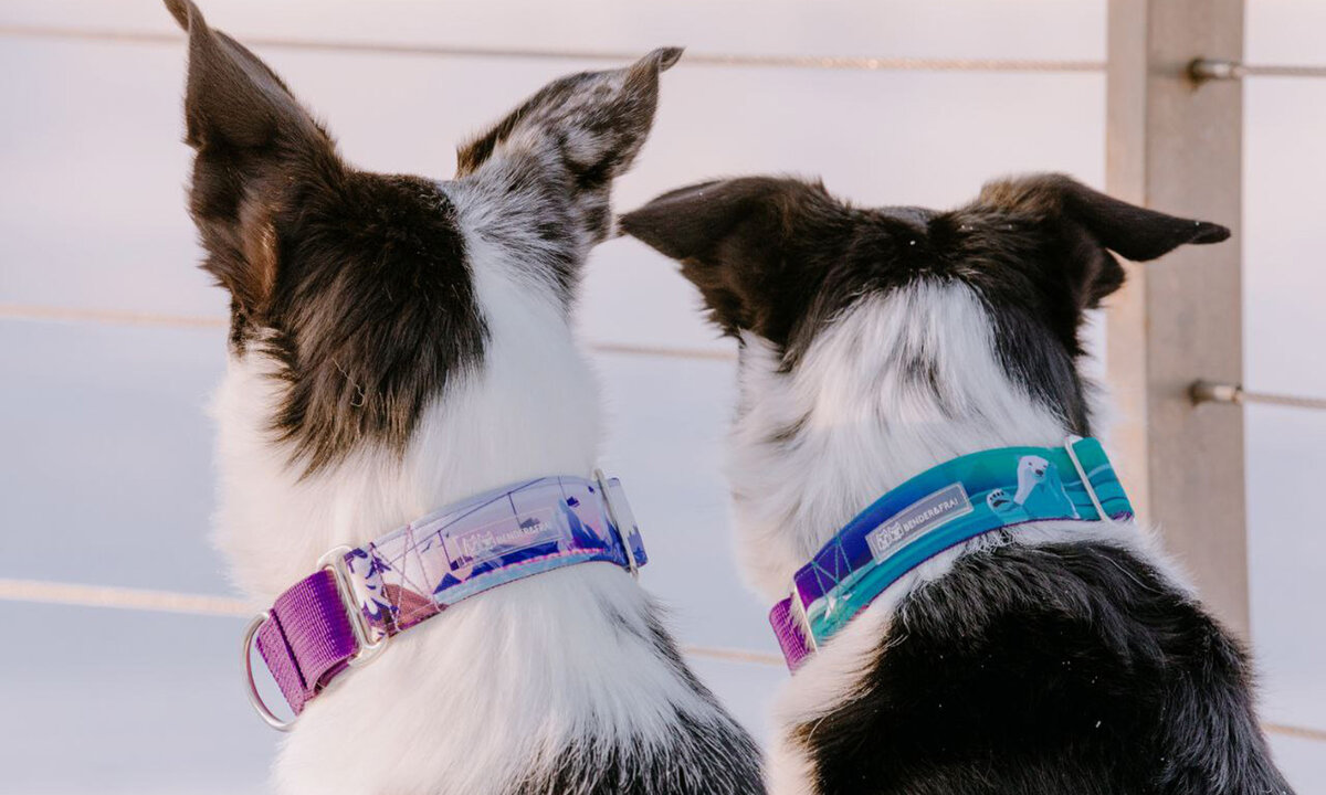 Фото Bender&Frai 