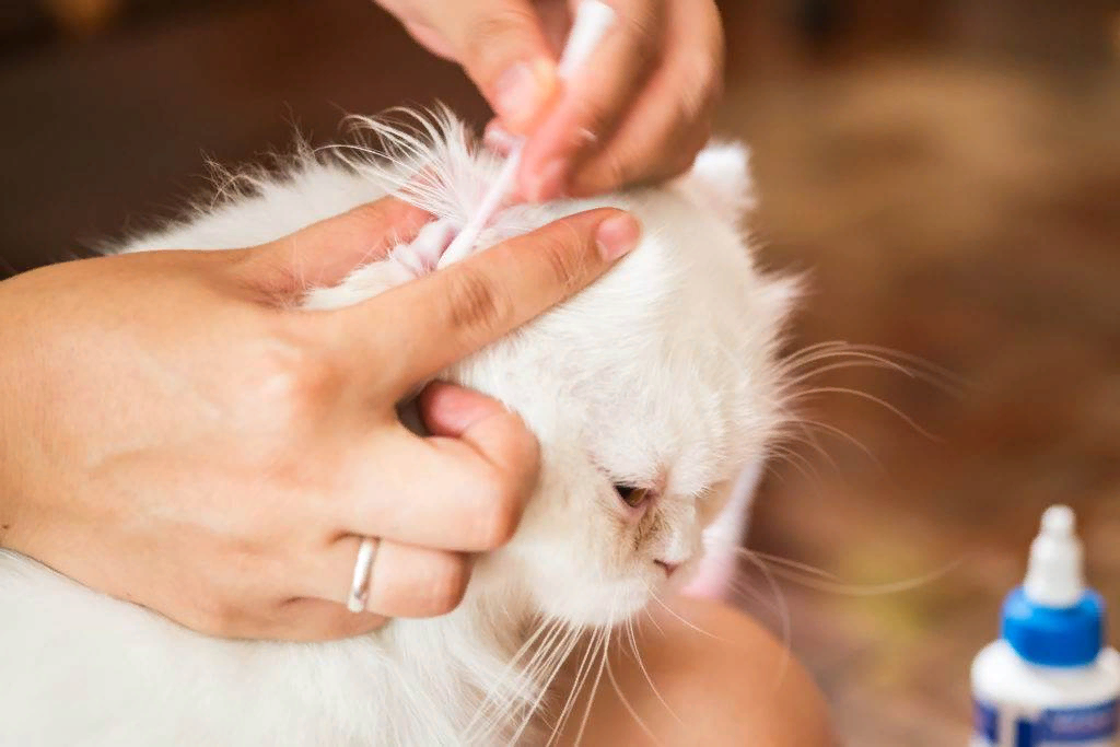 🐱Нужно ли чистить кошке ушки, в каких случаях, и как правильно? | Нос,  хвост, лапы | Дзен