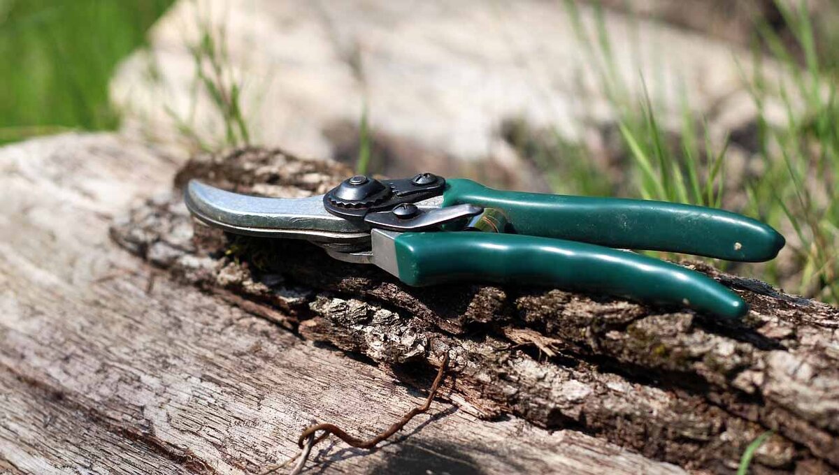 Фото: pixabay.com