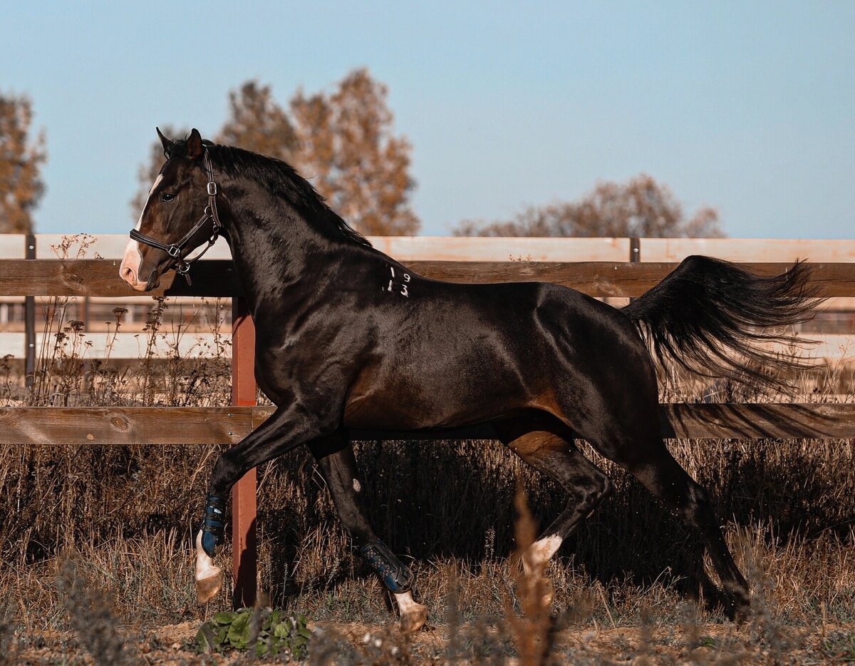 Frank lloyd wright отель империал. империал стар русская верховая фото в прыжке. отель империал япония. империале старый. болгарская народная республика.