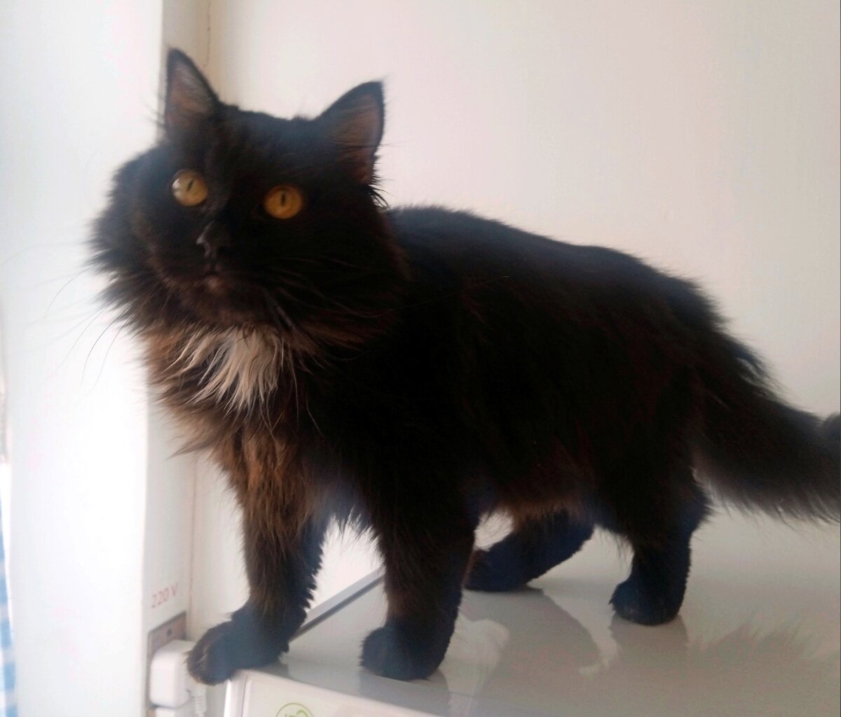 Кошечка оказалась очень ласковой. Бегала за всеми, требуя внимания