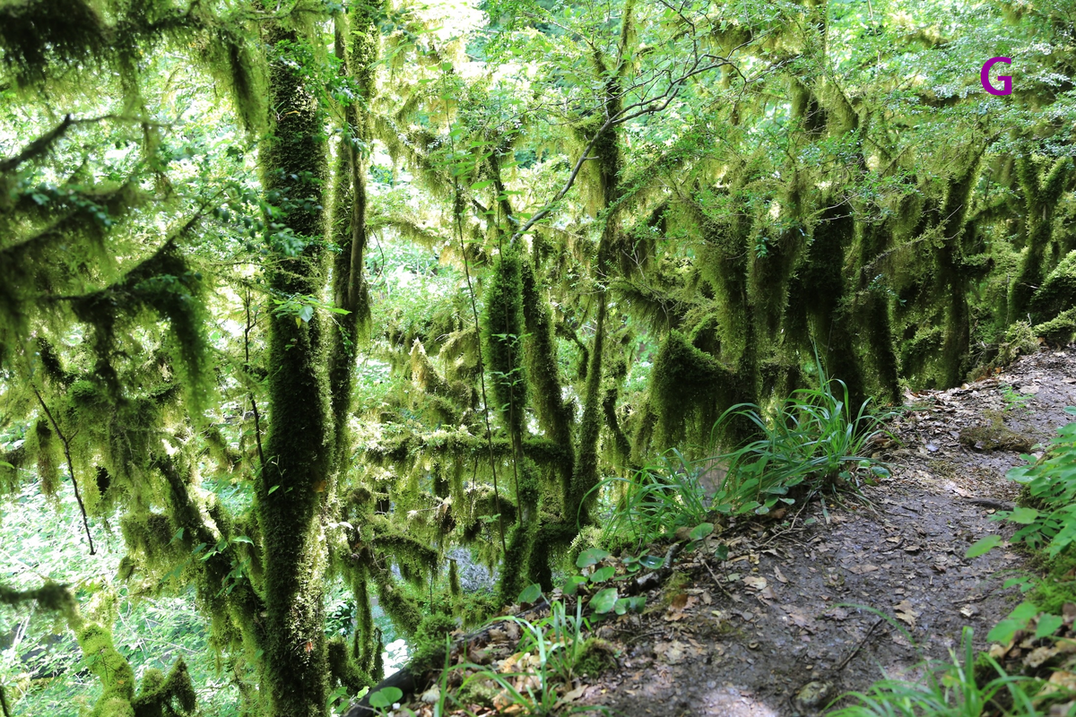 Green — зеленый
