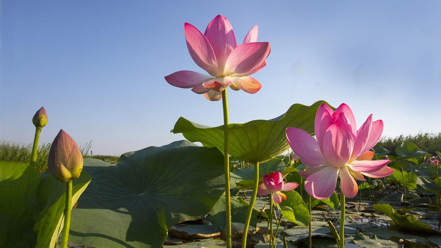 Прекрасные цветы для вас в одном из самых наших прекрасных туров. 