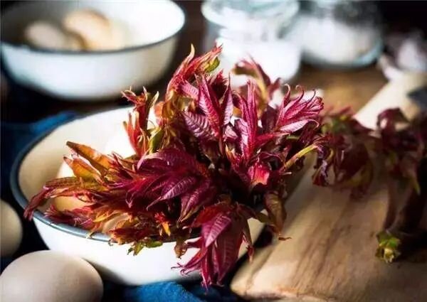 Молодые листья цедрелы китайской.