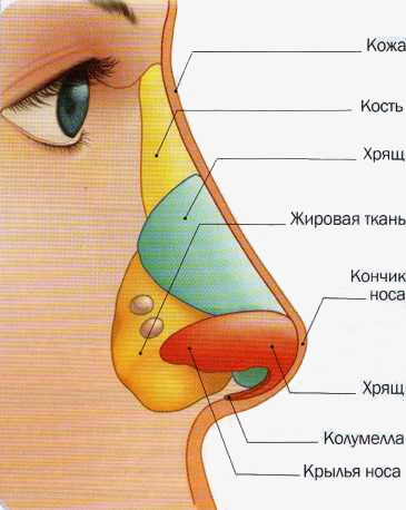 Как называется кончик носа