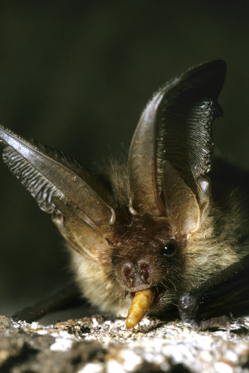 R. Koenig/blickwinkel/GLOBALLOOKPRESS 