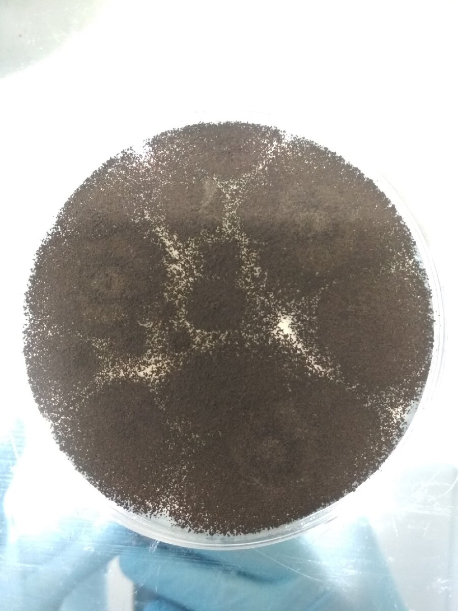 Aspergillus niger в чашке Петри