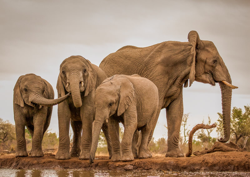 Автор фото: Жако Маркс