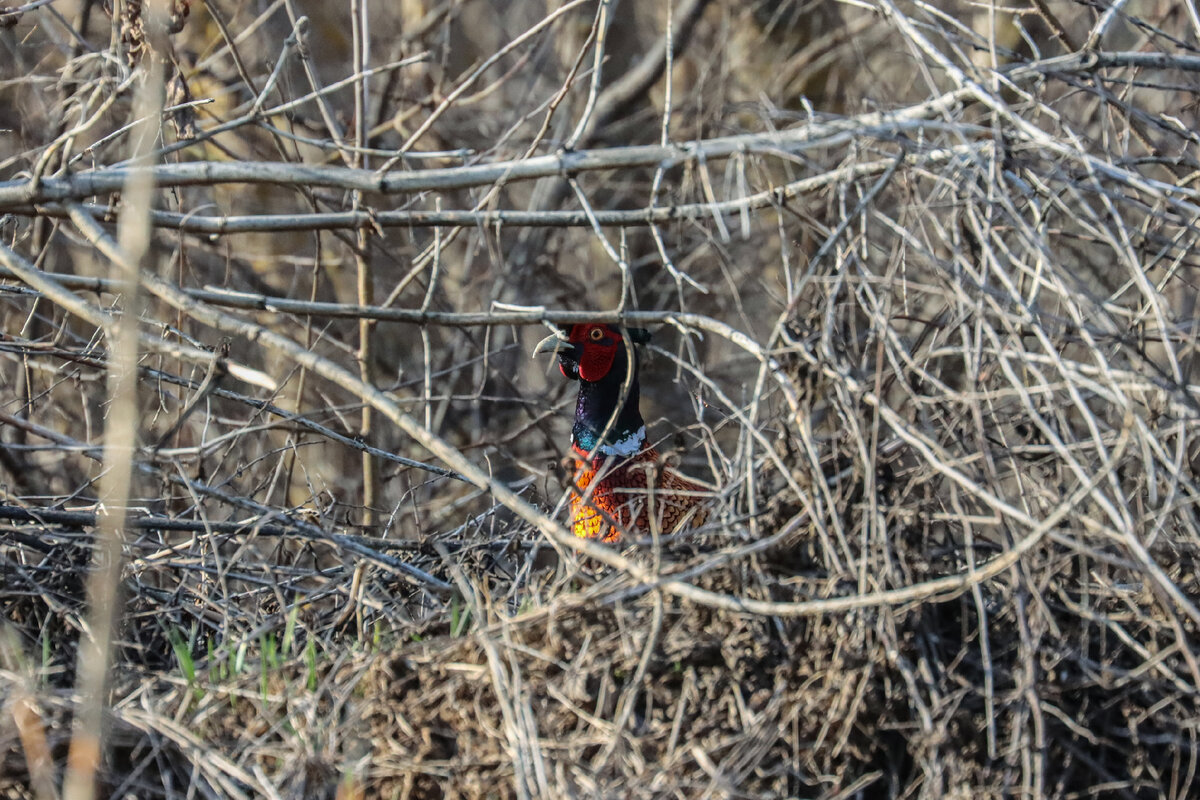 Яркое оперение приходится прятать в кустах