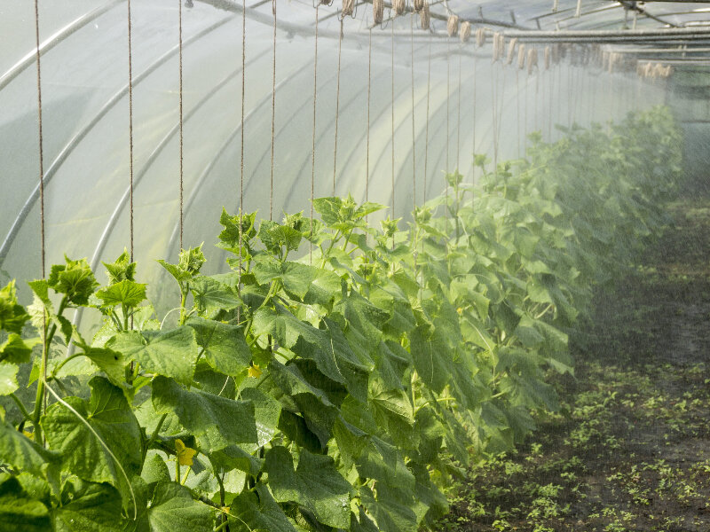 Промышленная теплица.