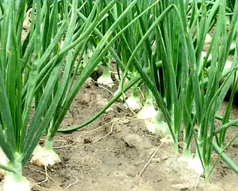 Взято с интернета