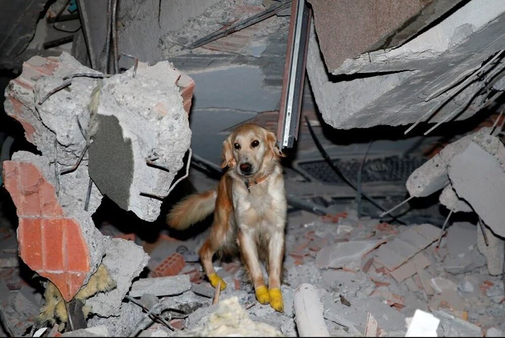 Фотографии отважных собак-спасателей в местах землетрясения в Турции