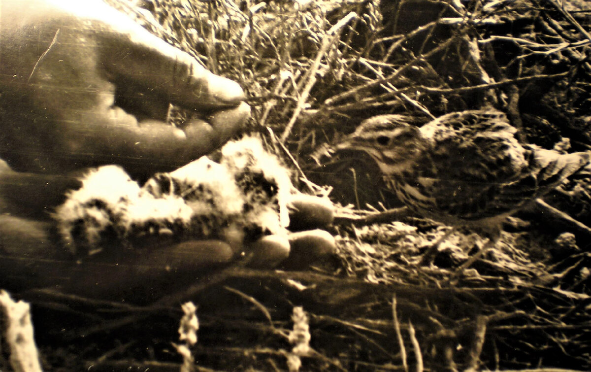 Жорка, птенцы и руки мужа. Фото автора